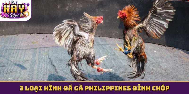3 loại hình đá gà Philippines đỉnh chóp