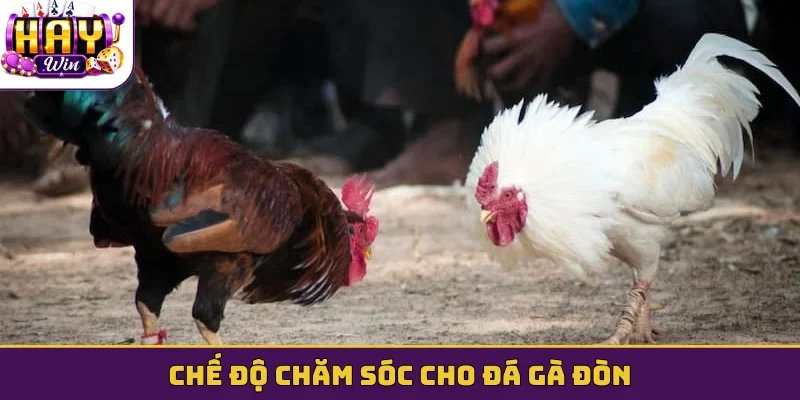 Chế độ chăm sóc cho đá gà đòn