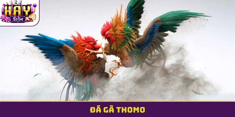 Đá gà Thomo