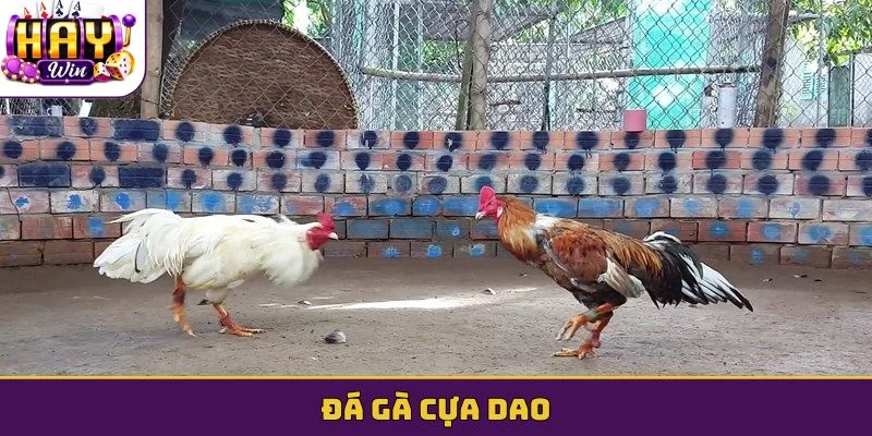 Đá gà cựa dao
