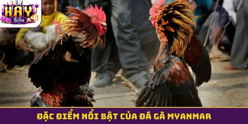 Đặc điểm nổi bật của đá gà Myanmar