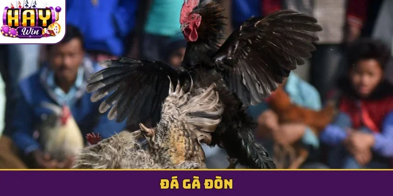 Đá gà đòn