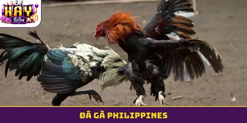 Đá gà Philippines