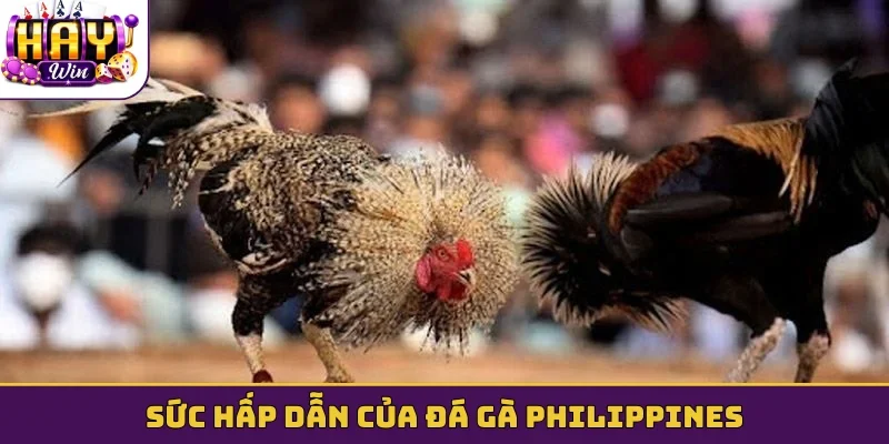 Sức hấp dẫn của đá gà Philippines
